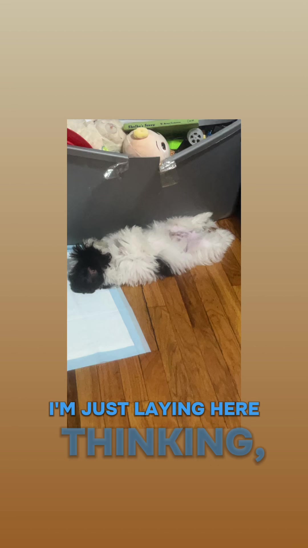 @lazyarie0