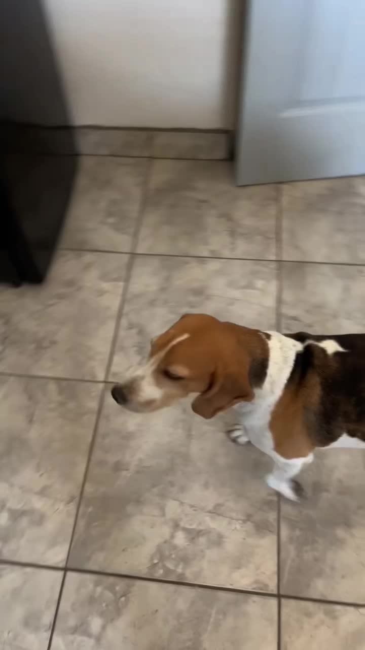 @Adventures of sky the beagle