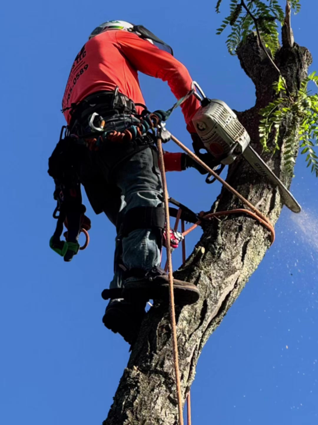 @gotreeservices6