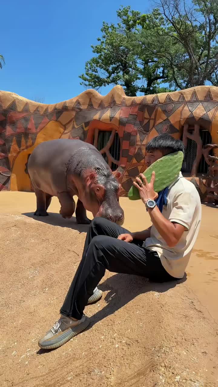 @Hippo