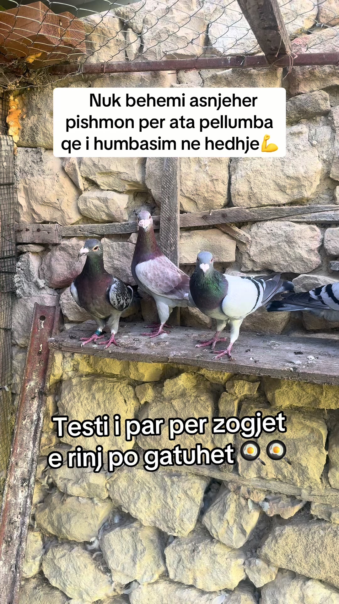 @Hunderra Vendi 🇦🇱