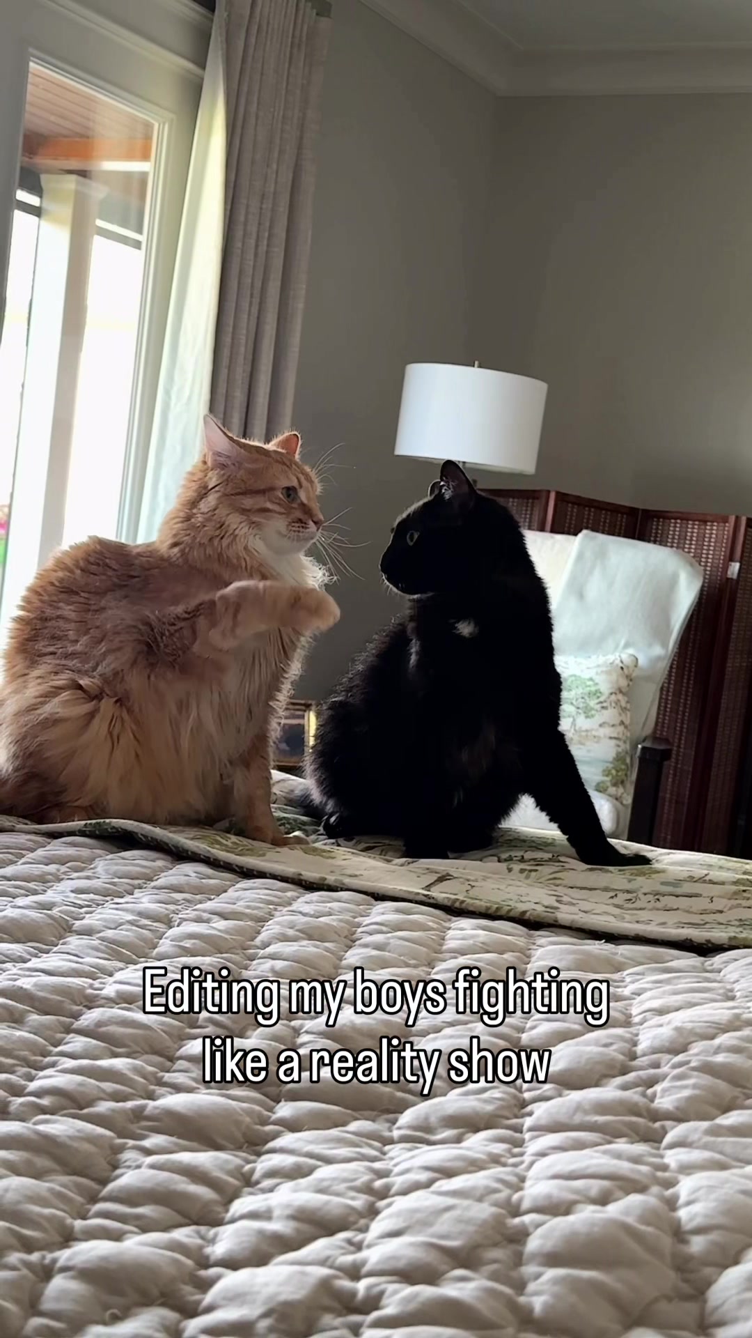 @Winnie: Maine Coon Kitty