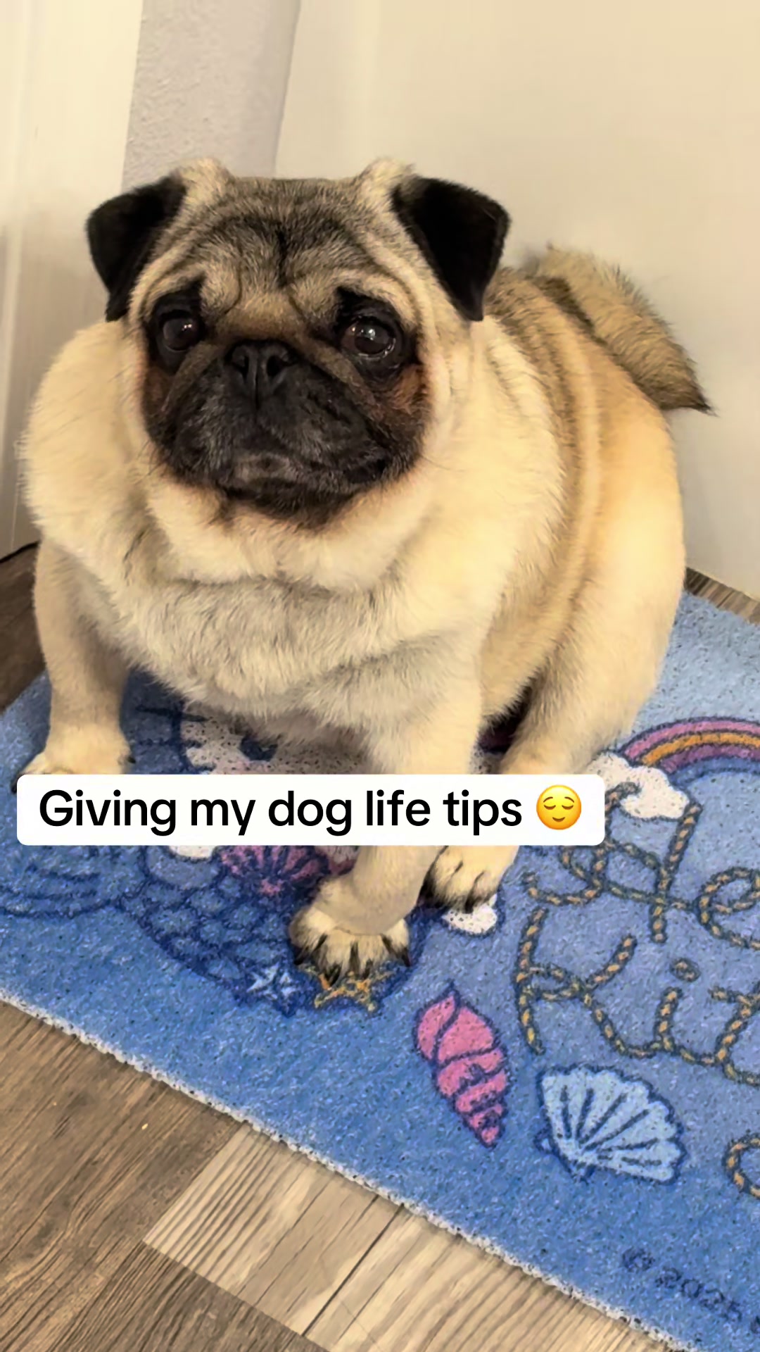 @Rocki the Pug ๐ถ