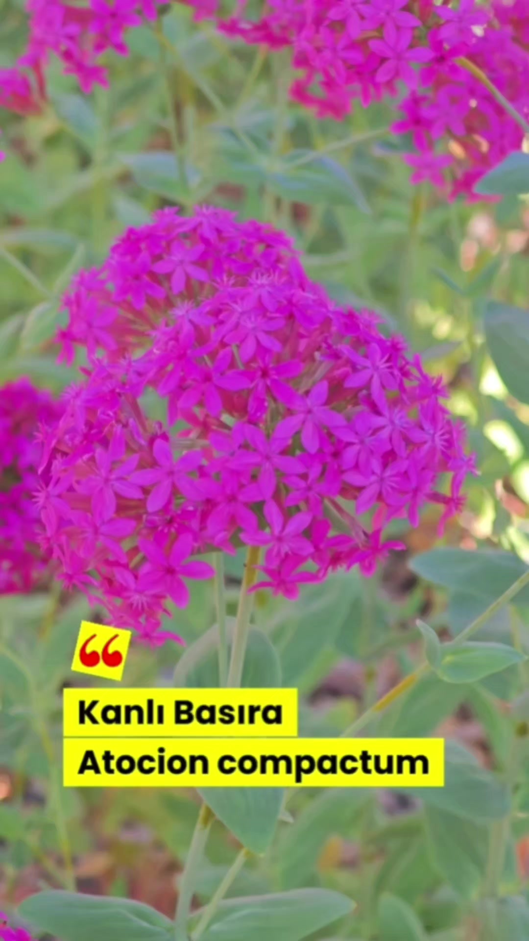 @Kamuran Arslan