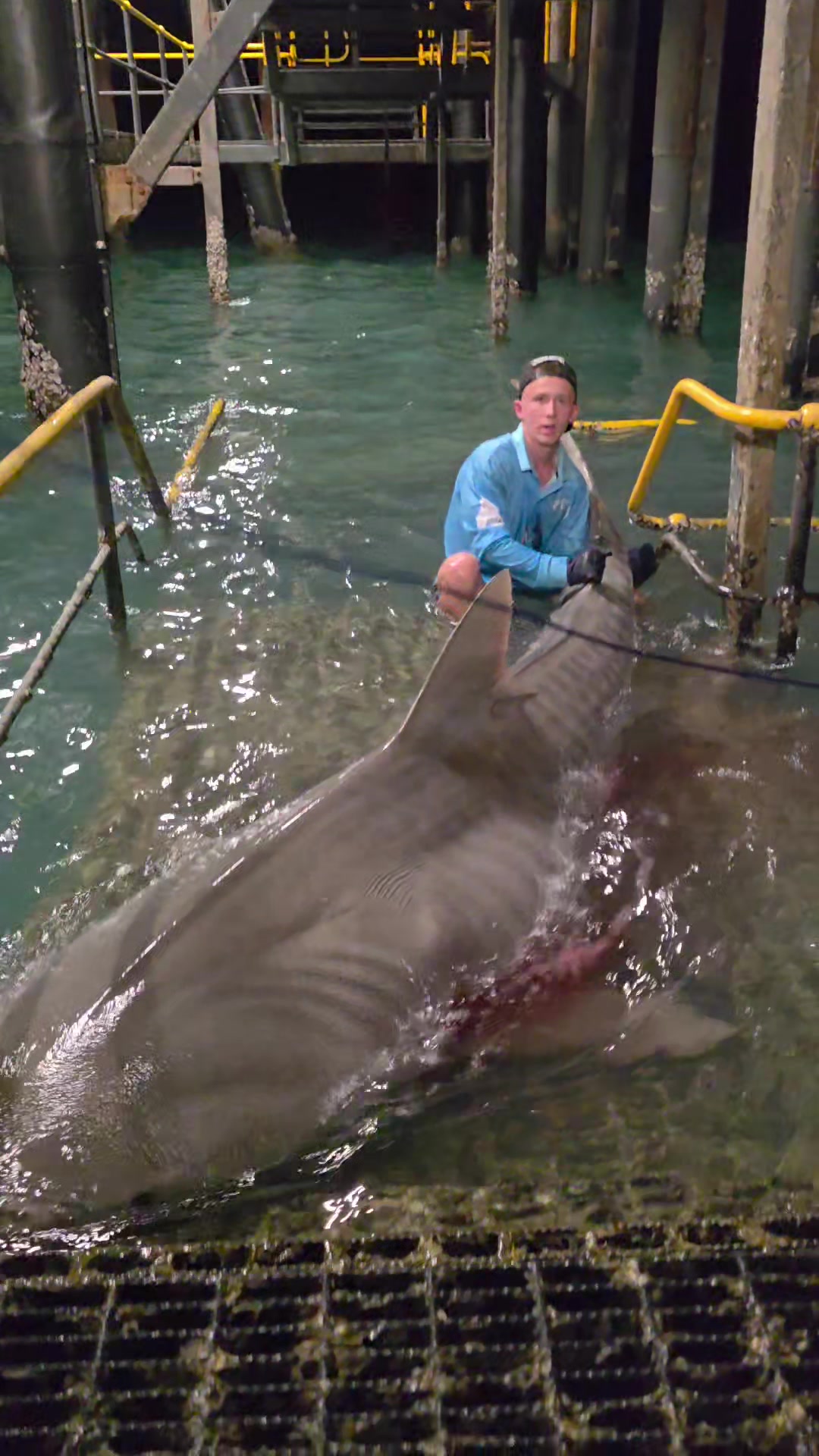 @NT SHARK KING