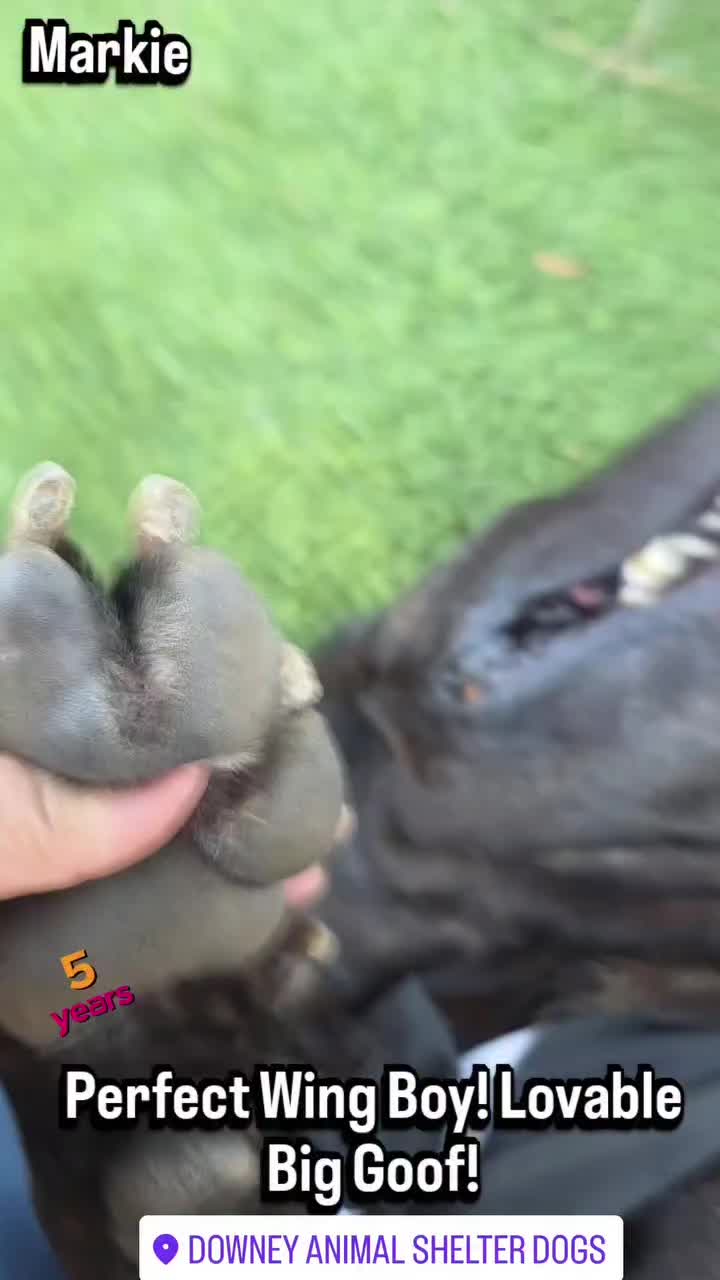 @Cane Corsos