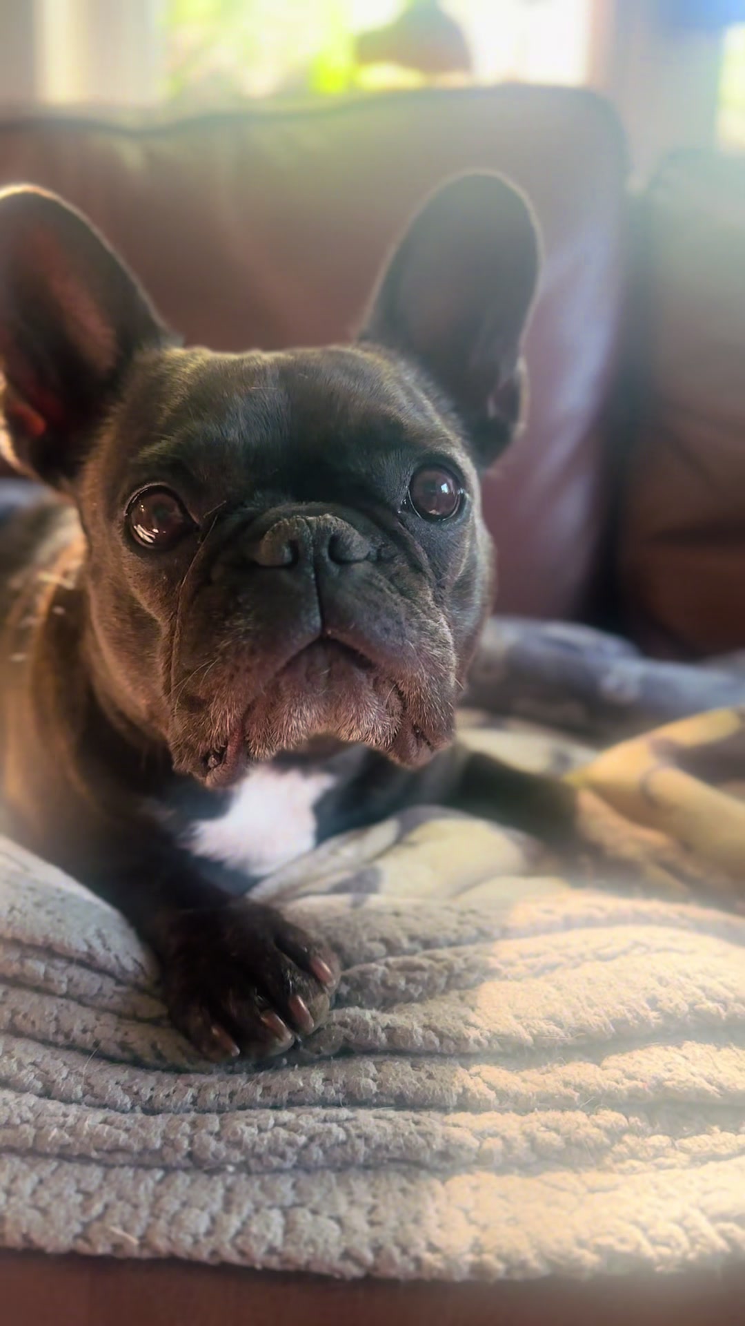 @Lucy the Frenchie