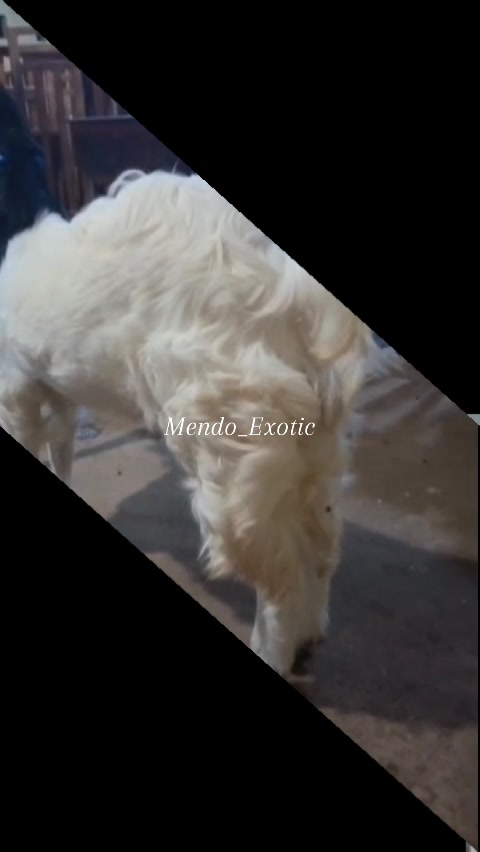 @MENDO EXOTIC