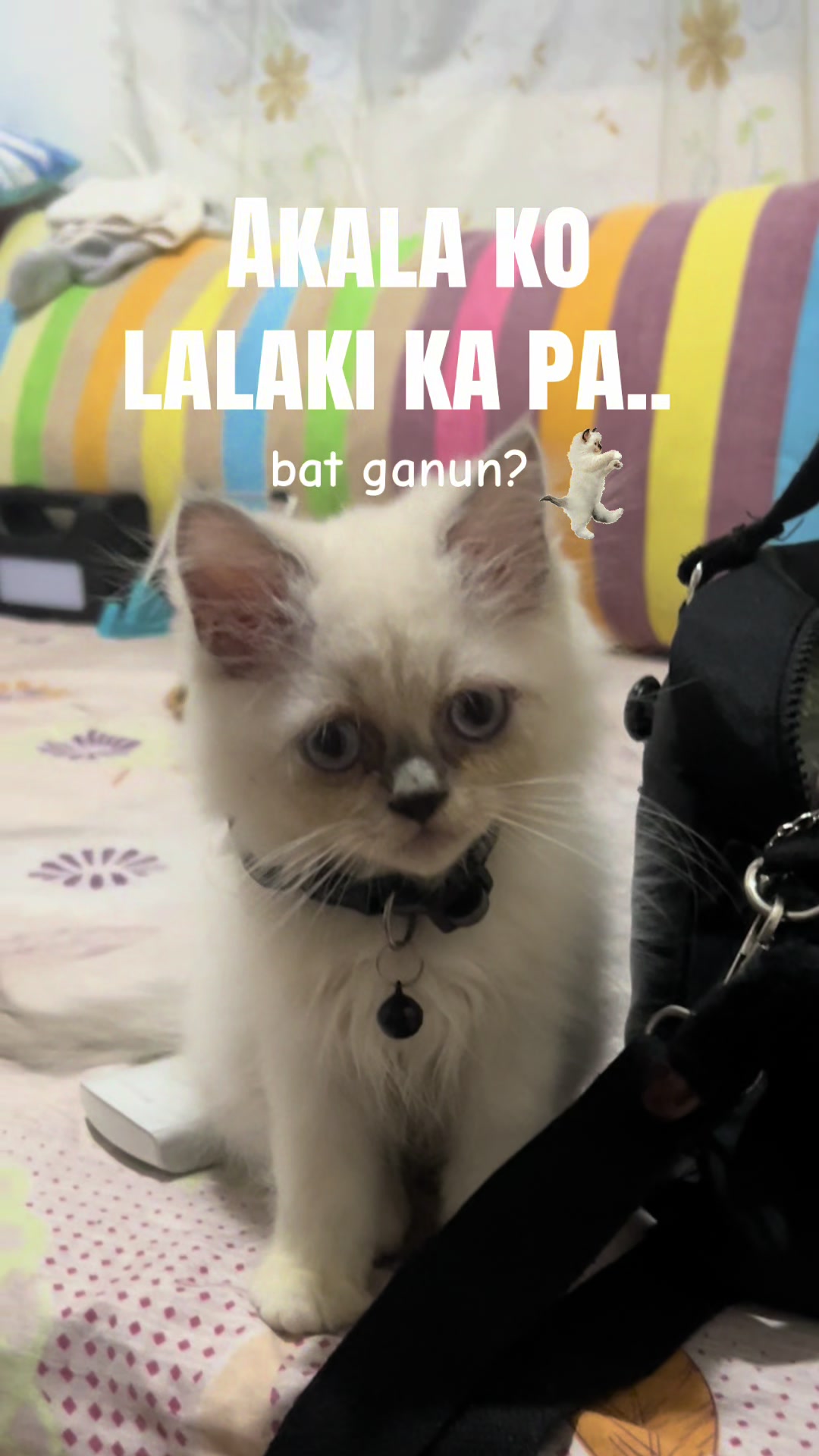 @IG:ghelodavid