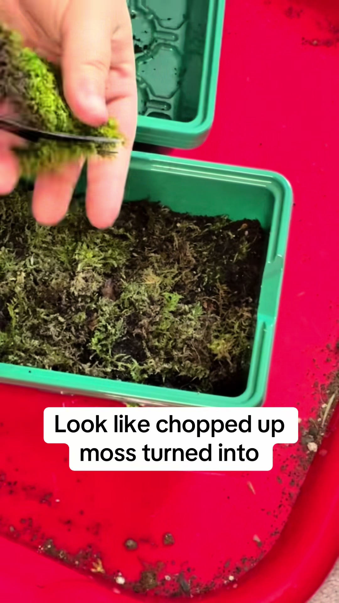 @Terrariums | Moss | Plants