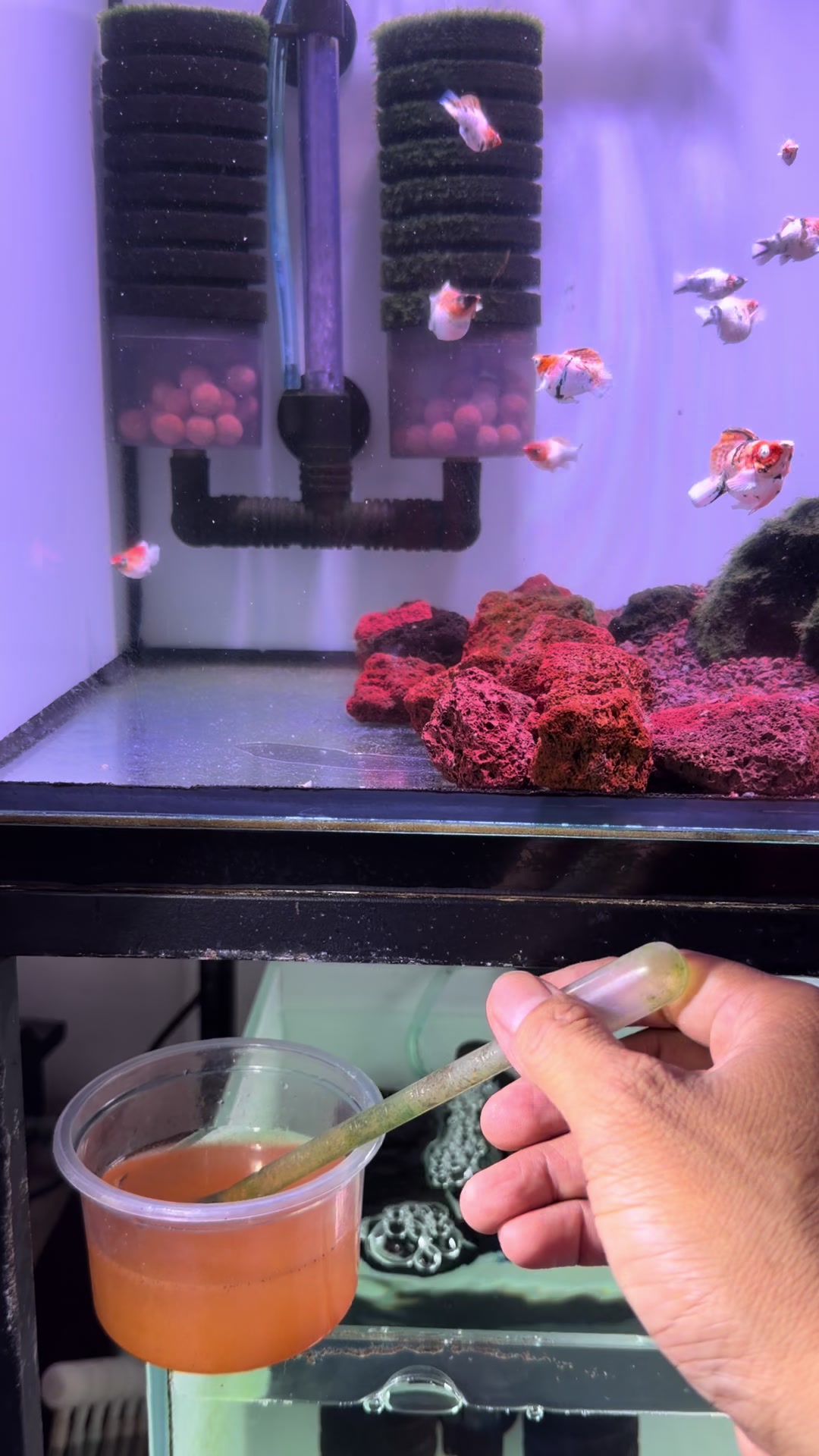 @tiny.fish.home1