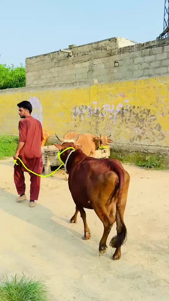 @shenogujjar