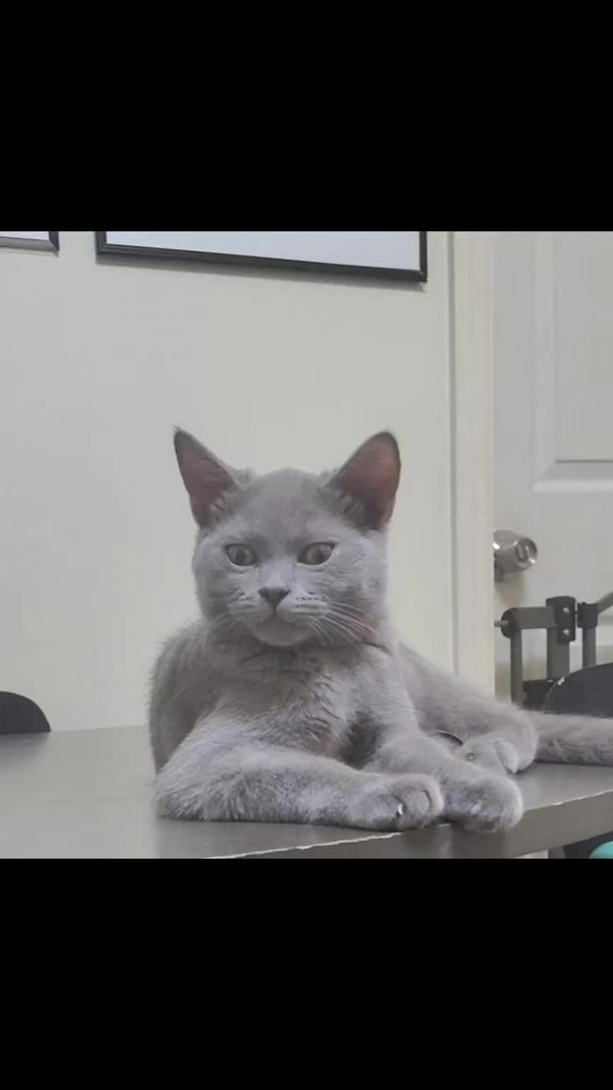 @Simba😽
