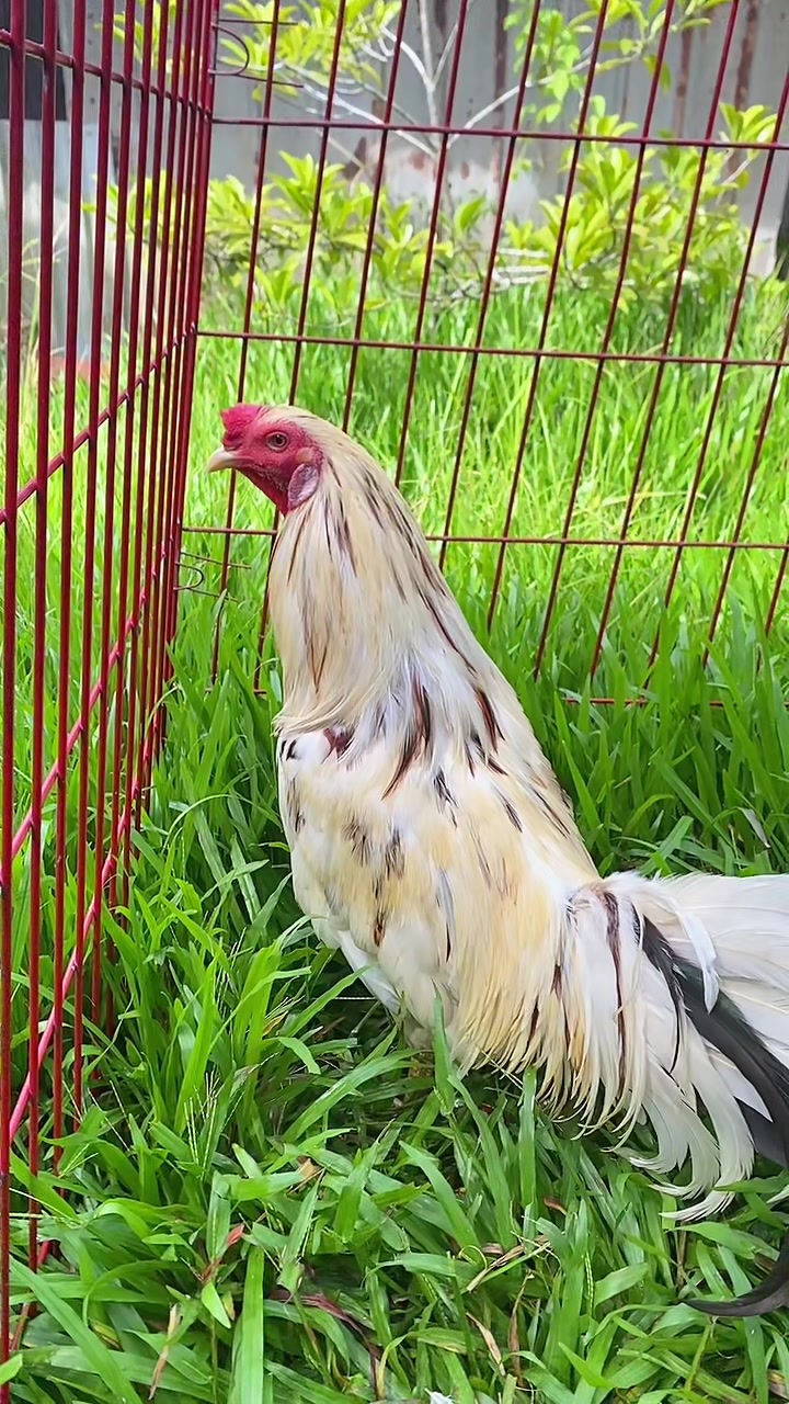 @Thuốc g&agrave; Vĩnh Long