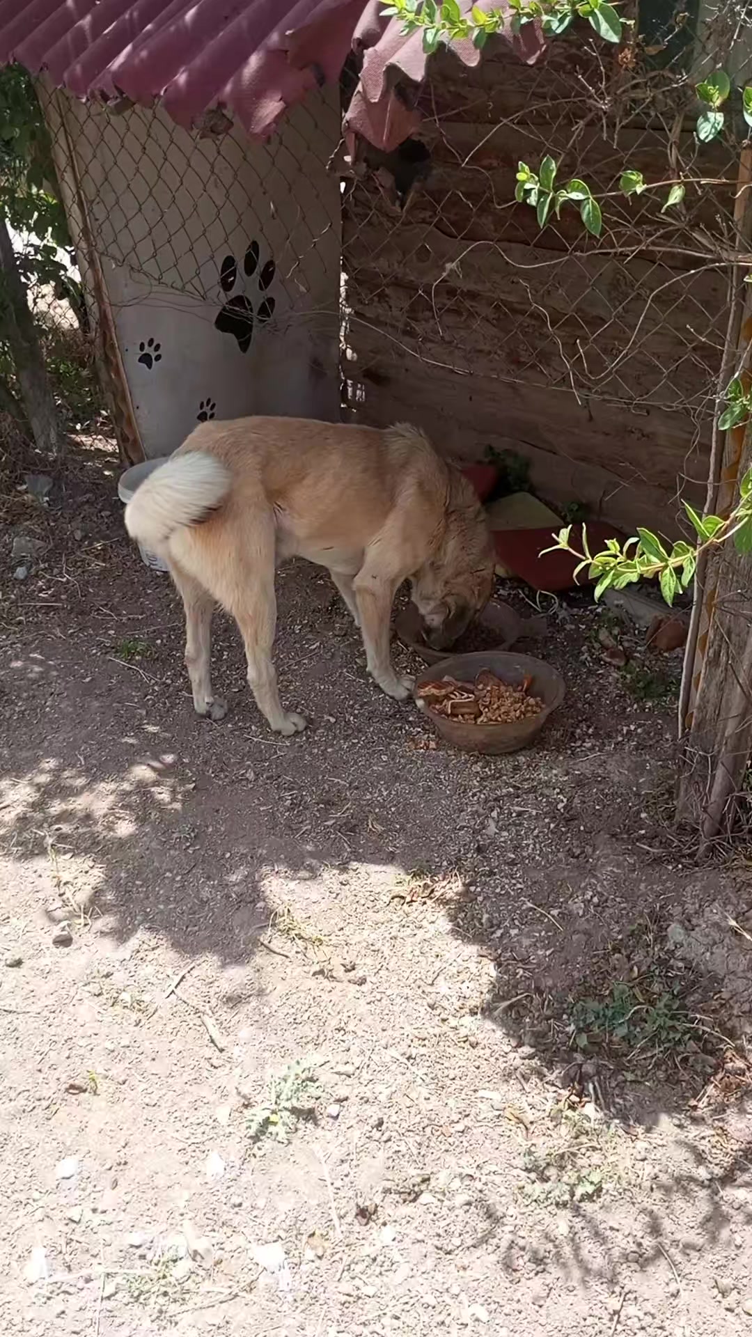 @UMUT BEKLEYEN PATİLER, 🐶💕🐱?