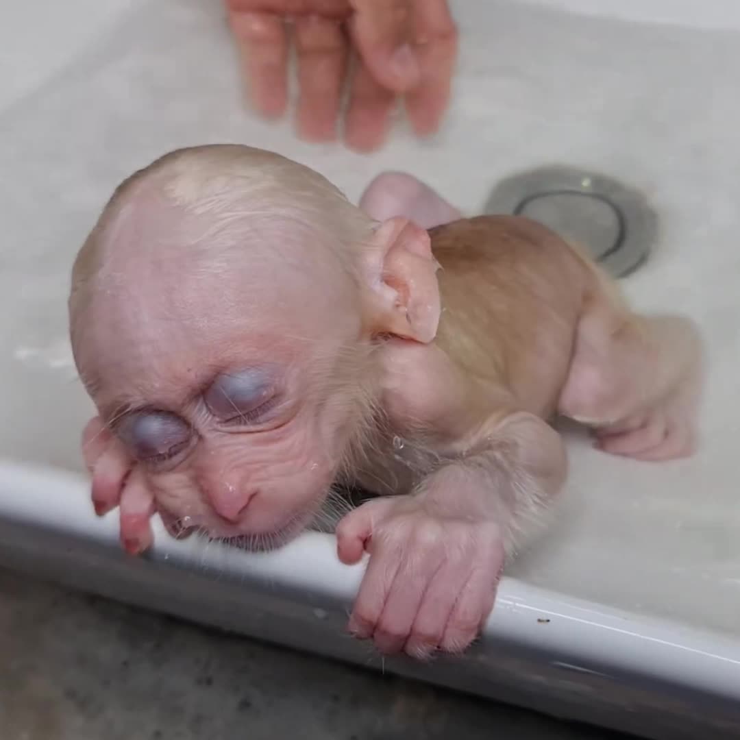 @Monkey TP
