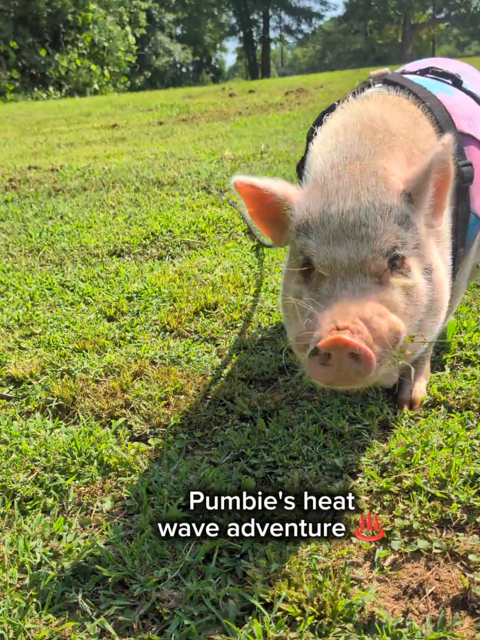 @OnePigHappyFamily