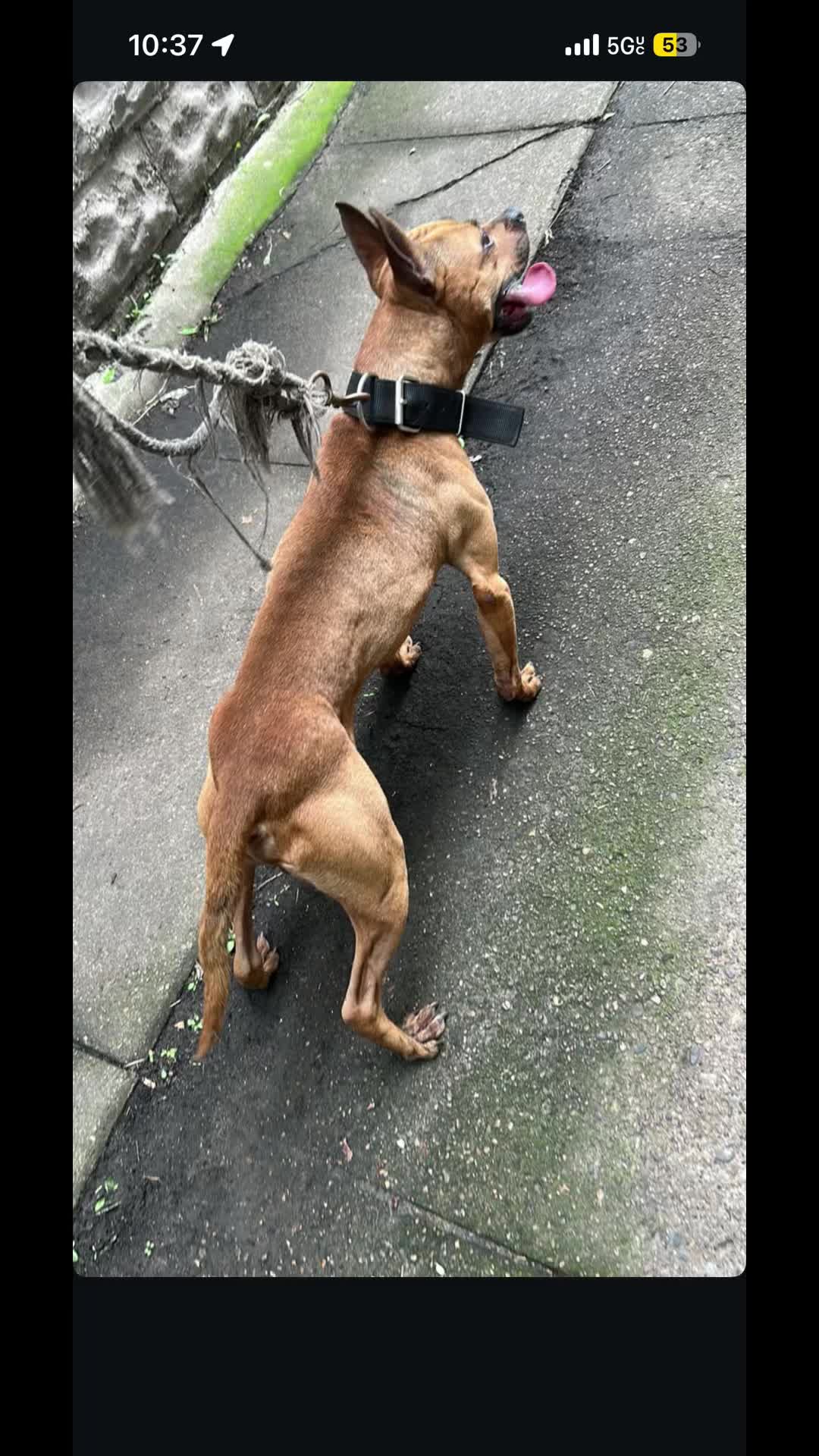 @themreal_hounds
