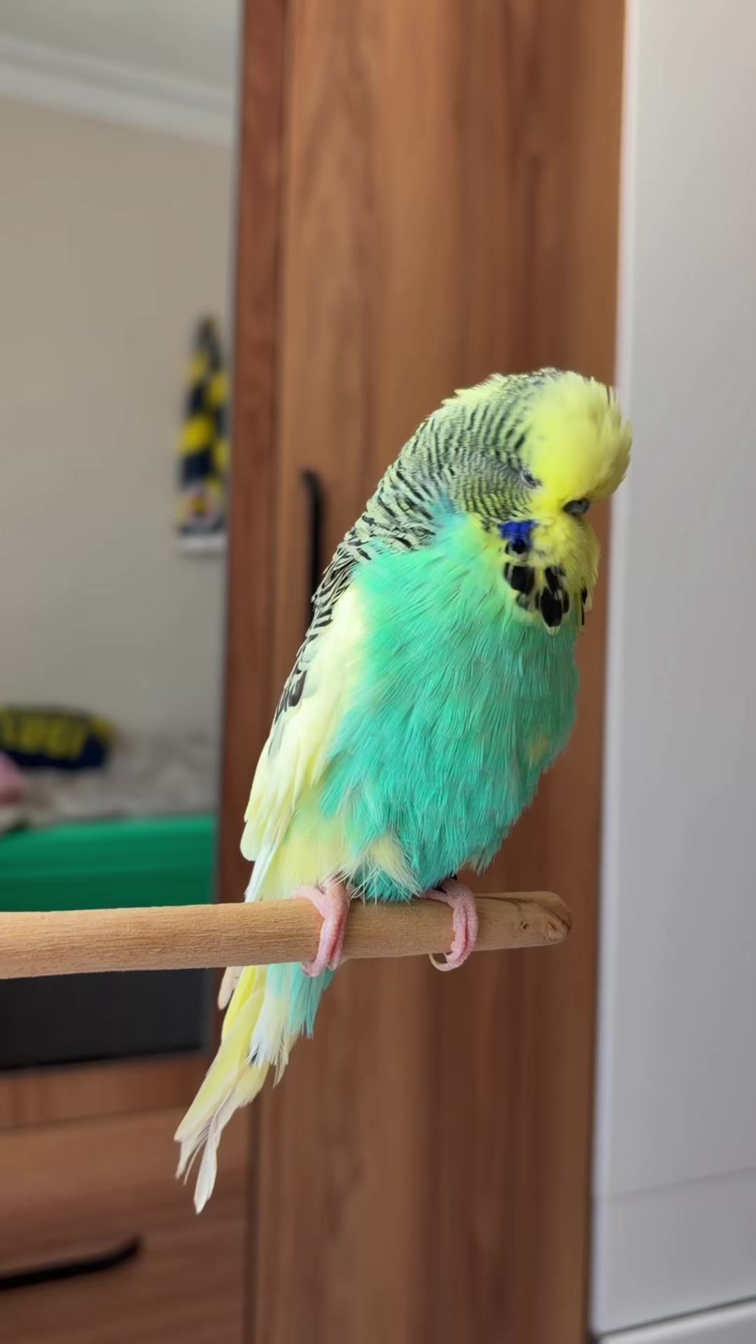 @bbb.budgie