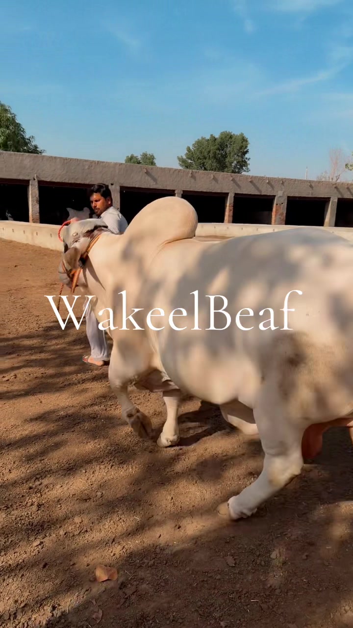 @wakeelbeaf