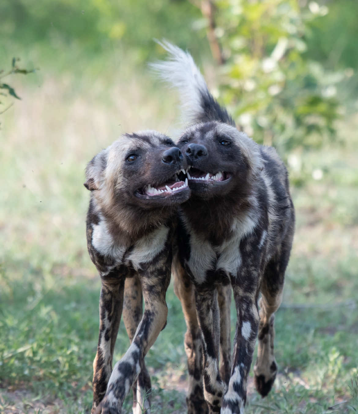 @Thornybush