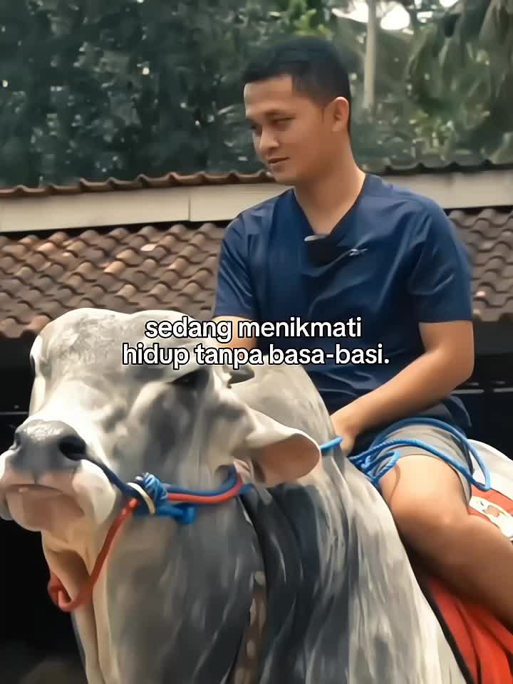 @PECINTA SAPI