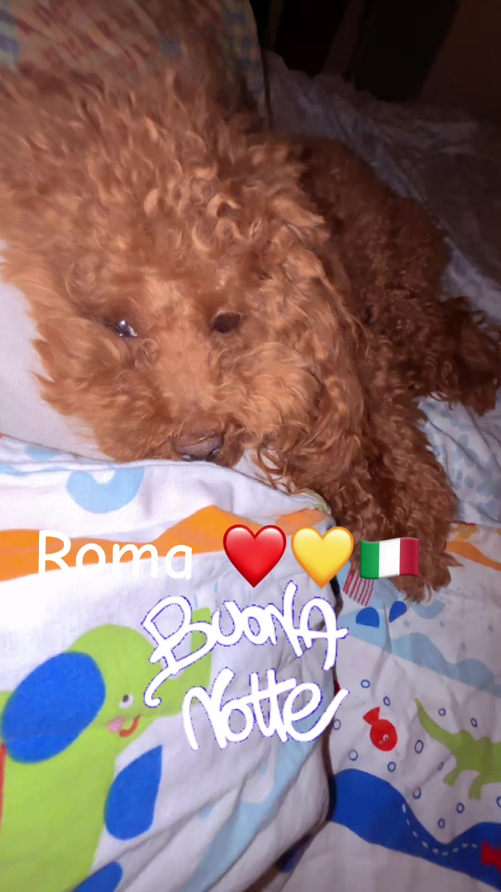 @♥๏ธ๐พ๐Nina Barboncino ♥๏ธ๐พ๐