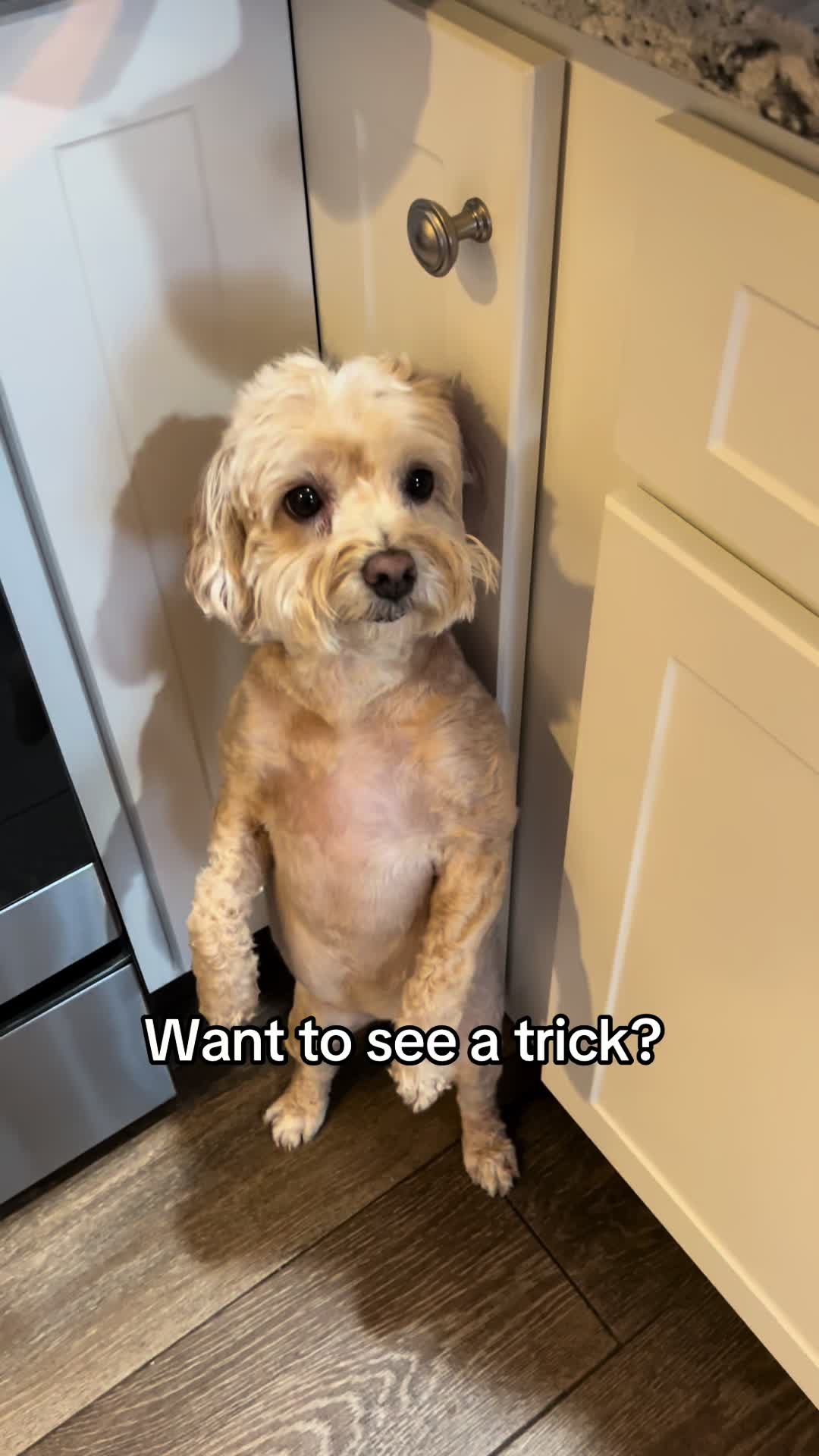 @ChloeCaboodleDoodle