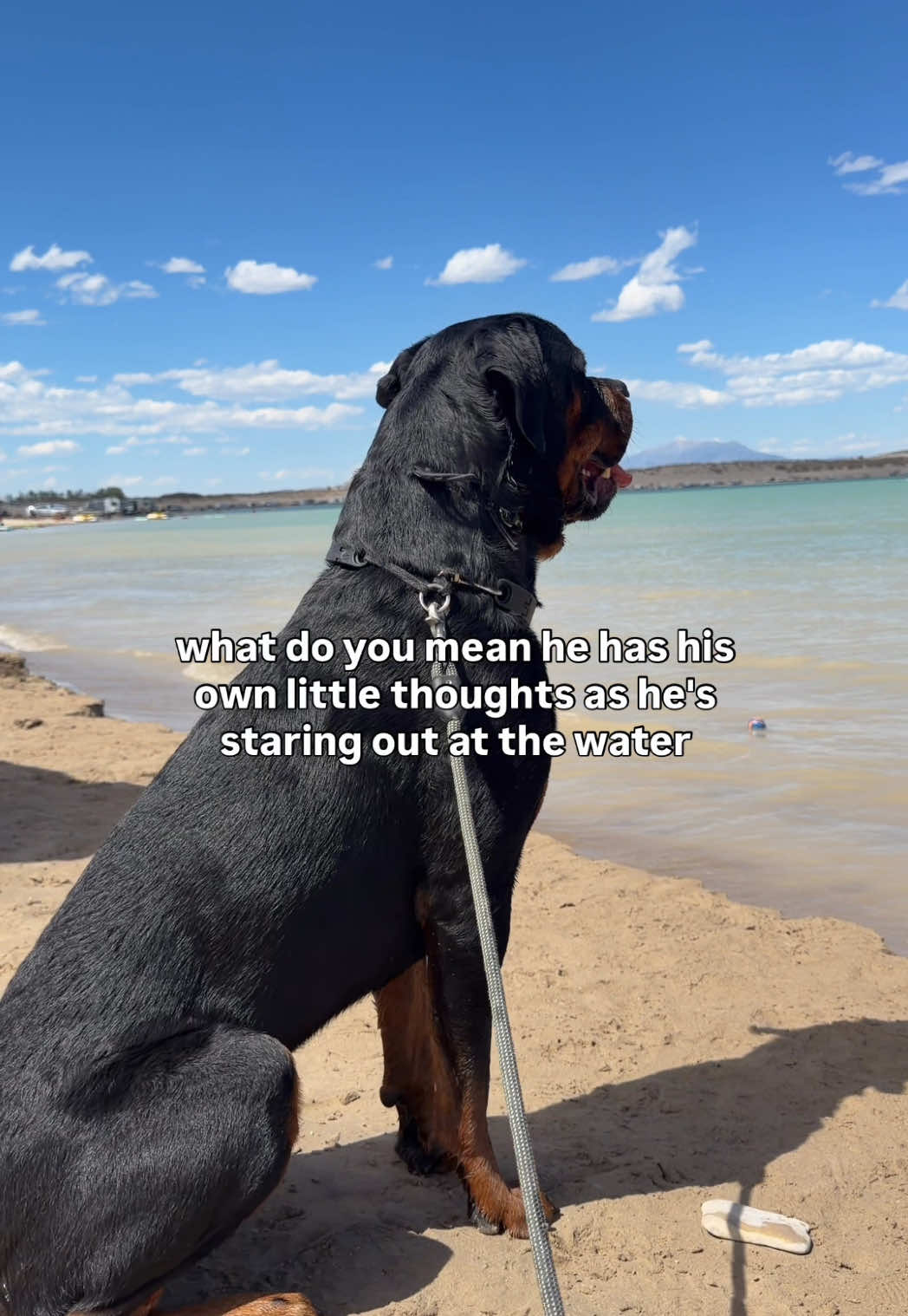 @Rex the Rottweiler
