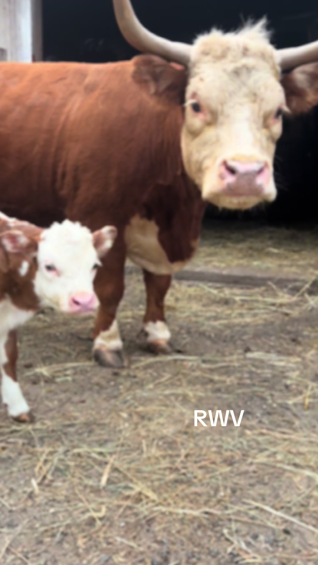 @RWV Land & Livestock