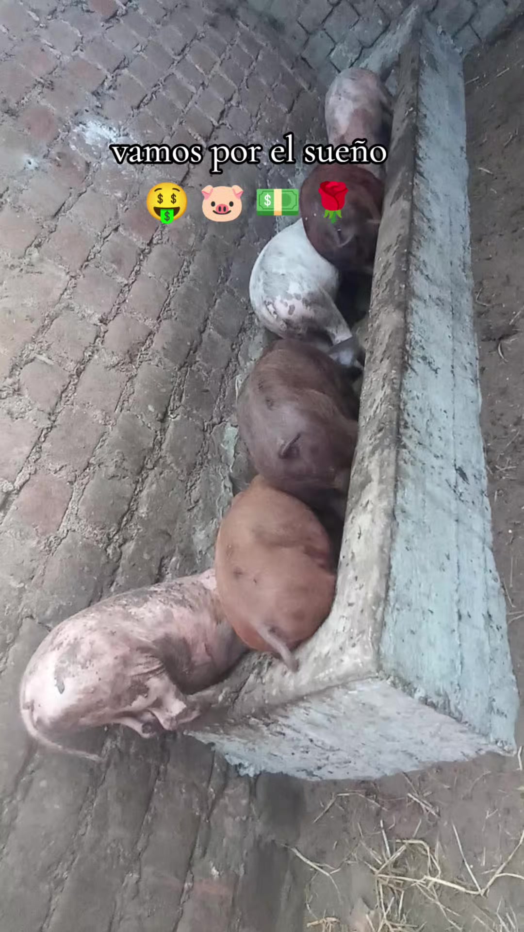 @BRAYAN .R. 🐷