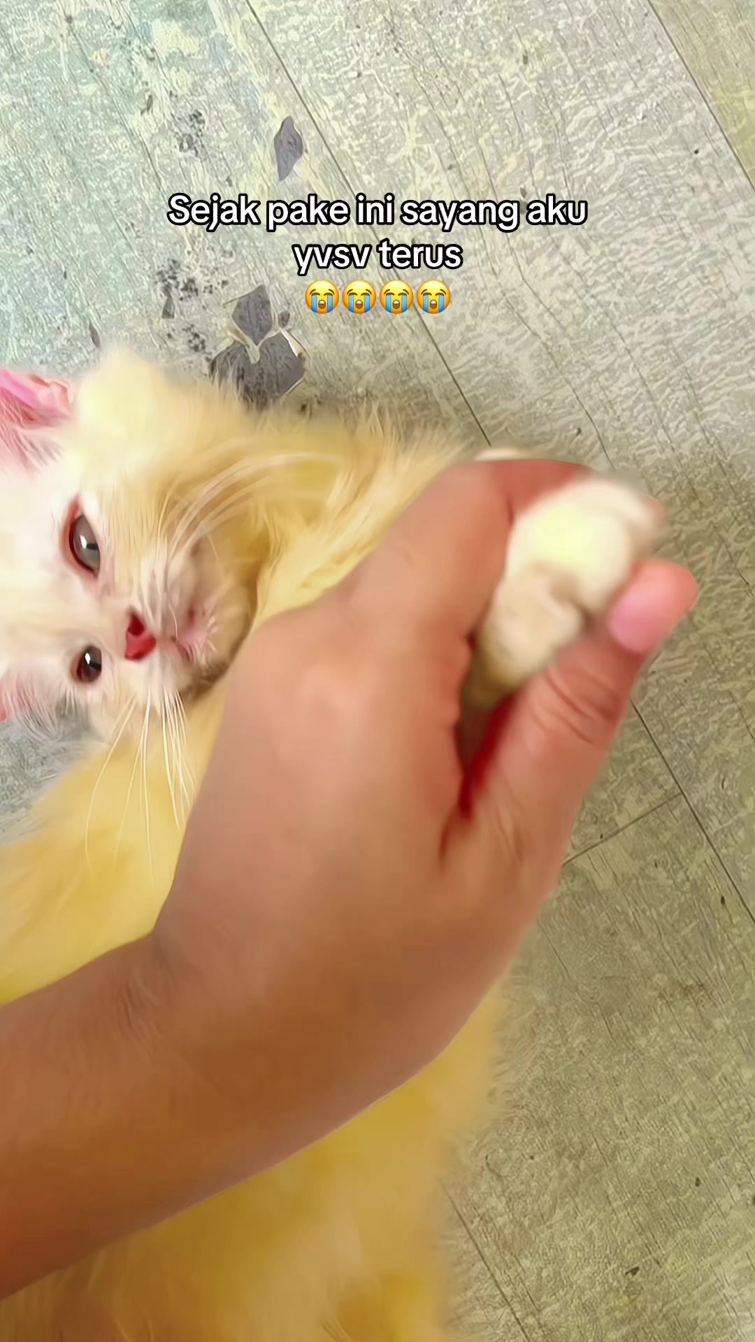 @Kucingmeongmeong