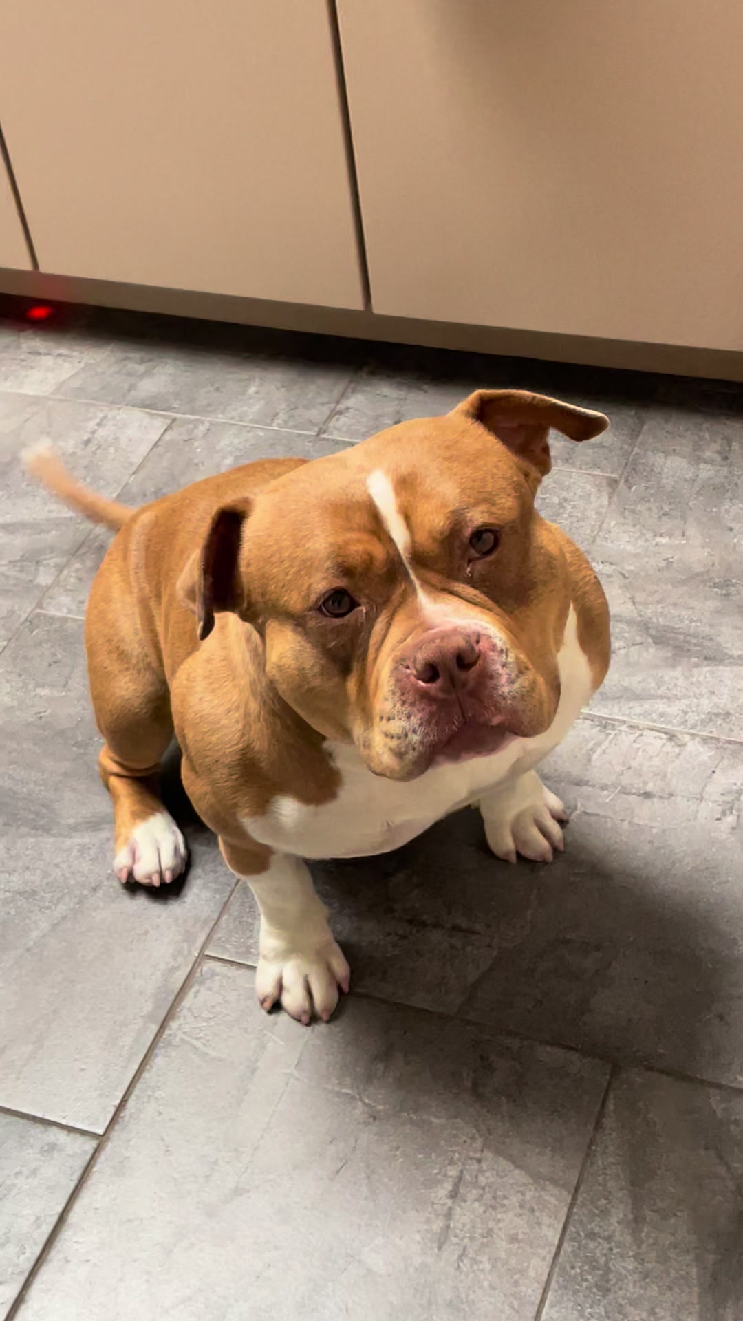 @bigdutchbullykennel
