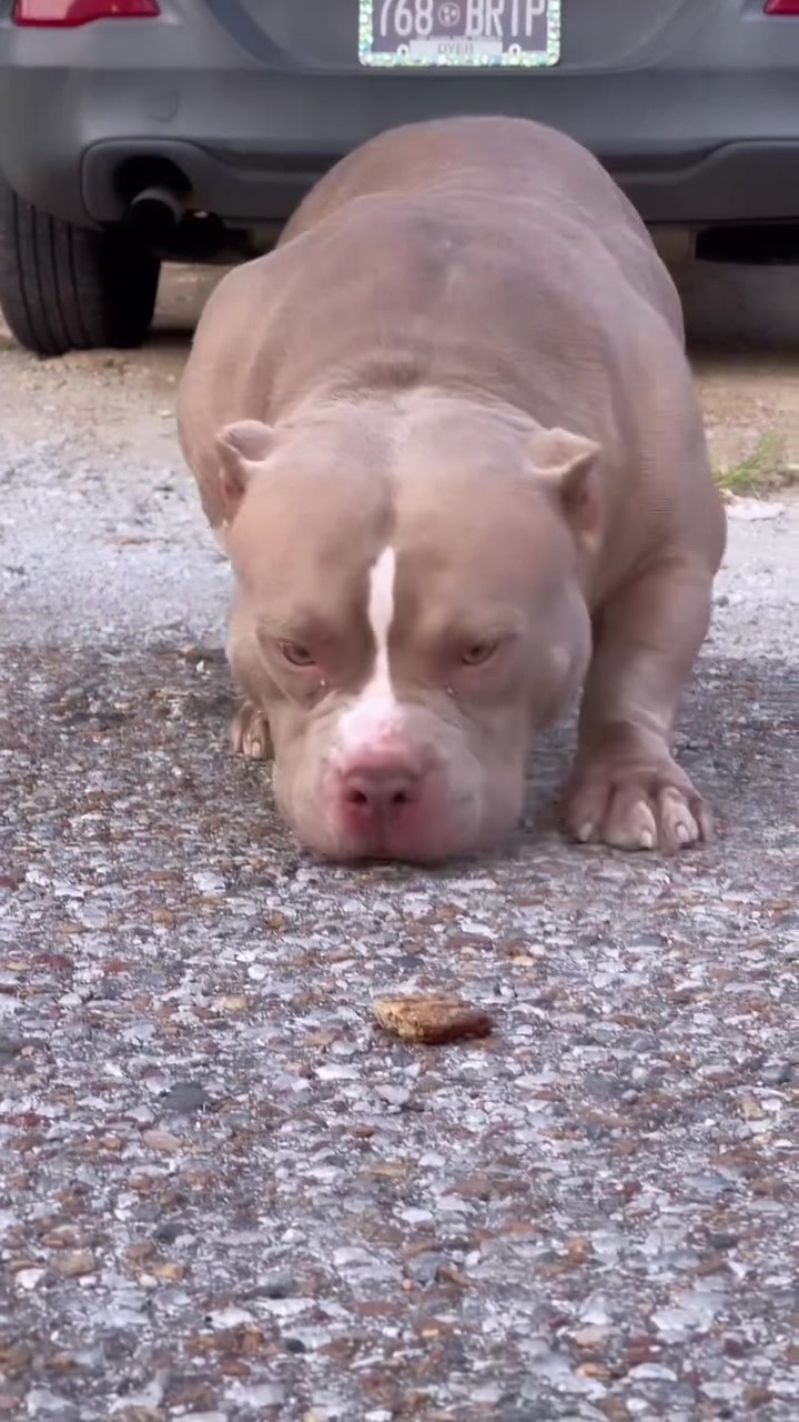 @DogMane Tae HumBull Kennels