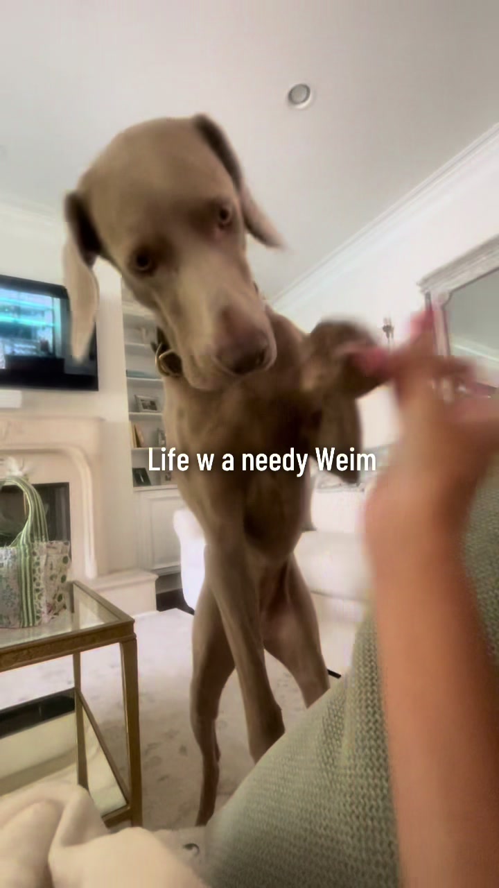 @Zoey the Weim