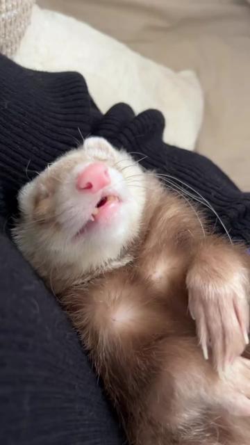 @Little star ferrets