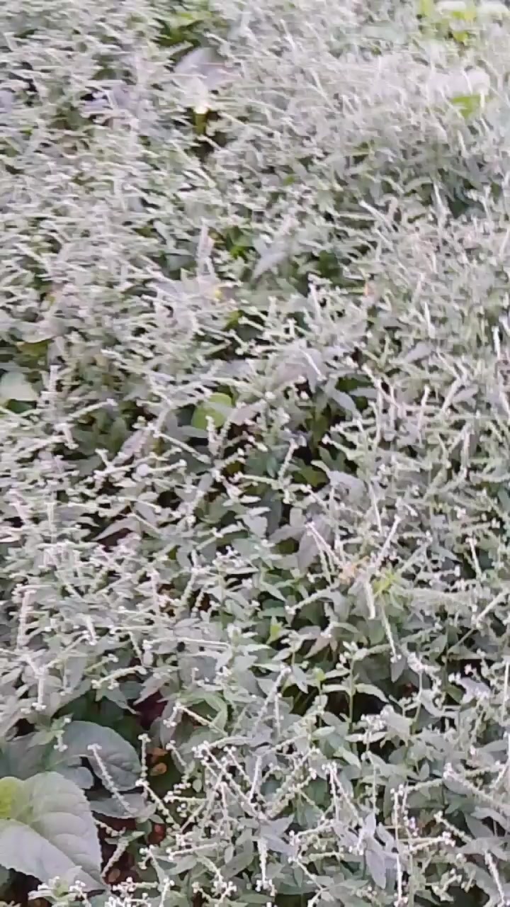 @জিসান