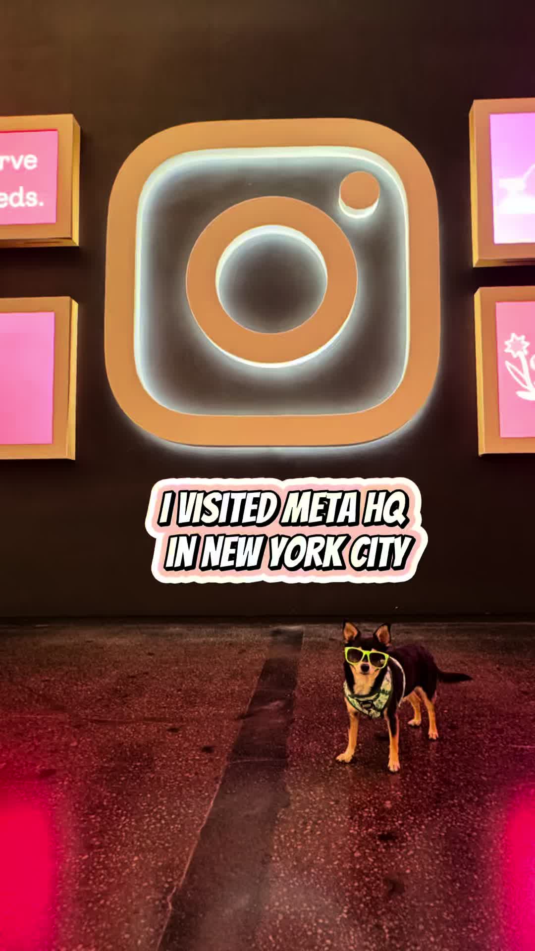 @nycdogadventures