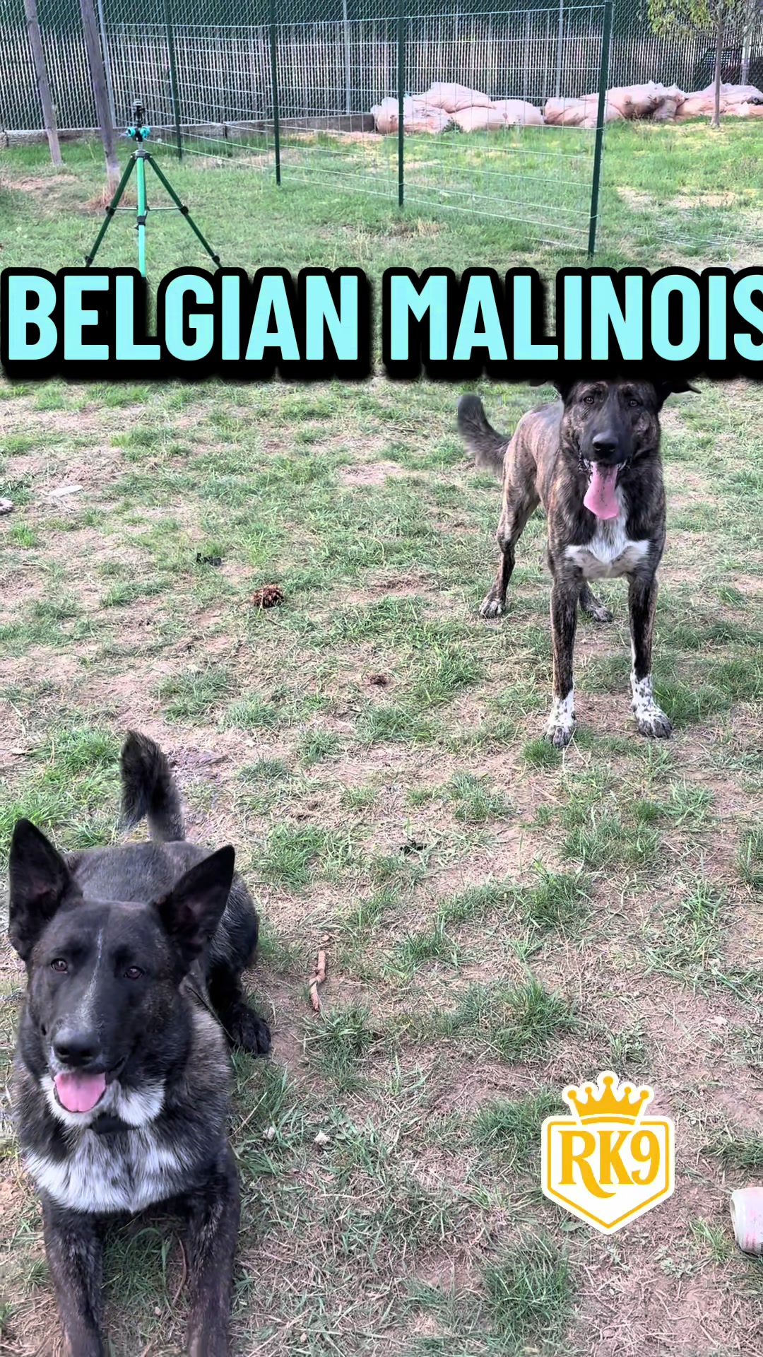 @RighteousK9