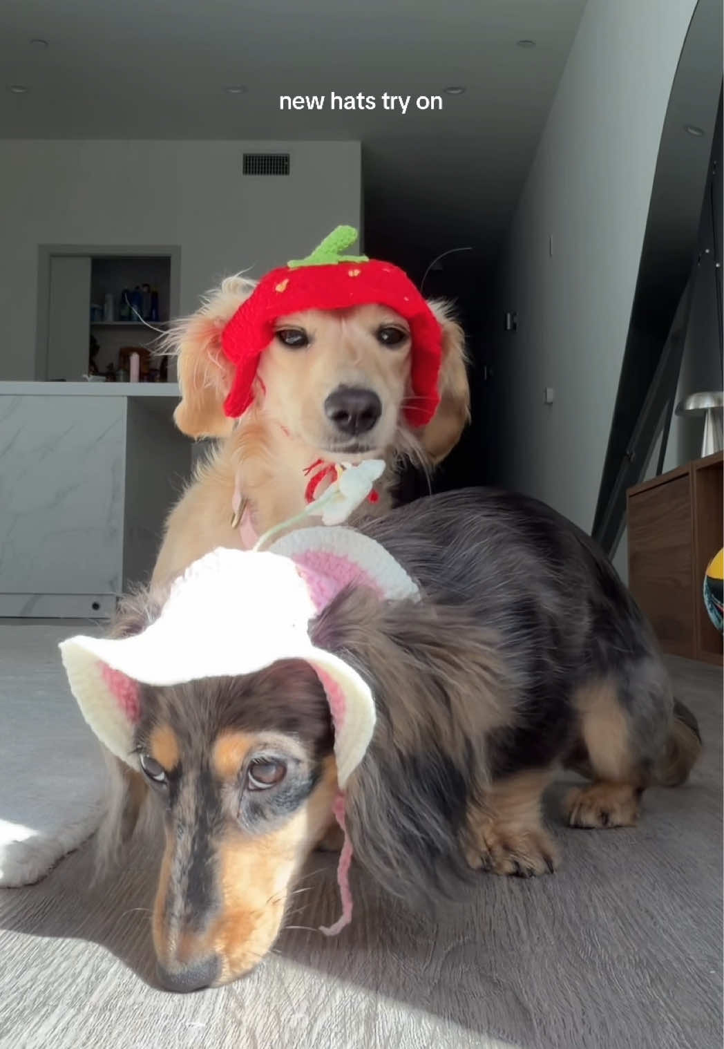 @Lila & Lily The Doxxies