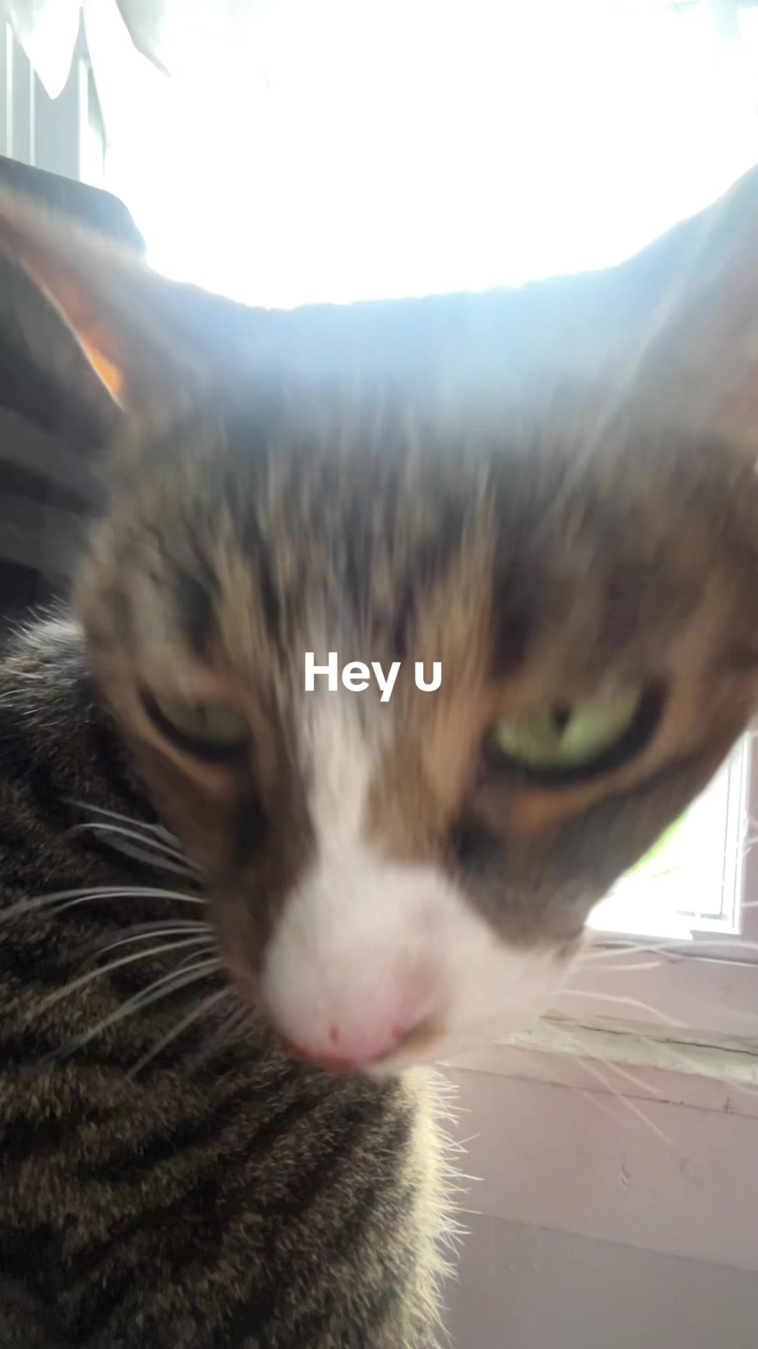 @Tiggy