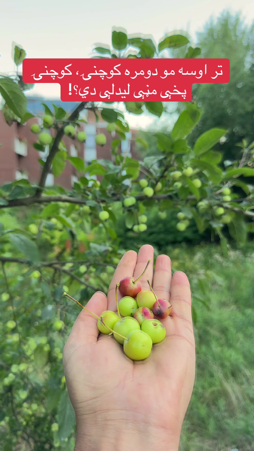 @ګــــــناهګار Banda