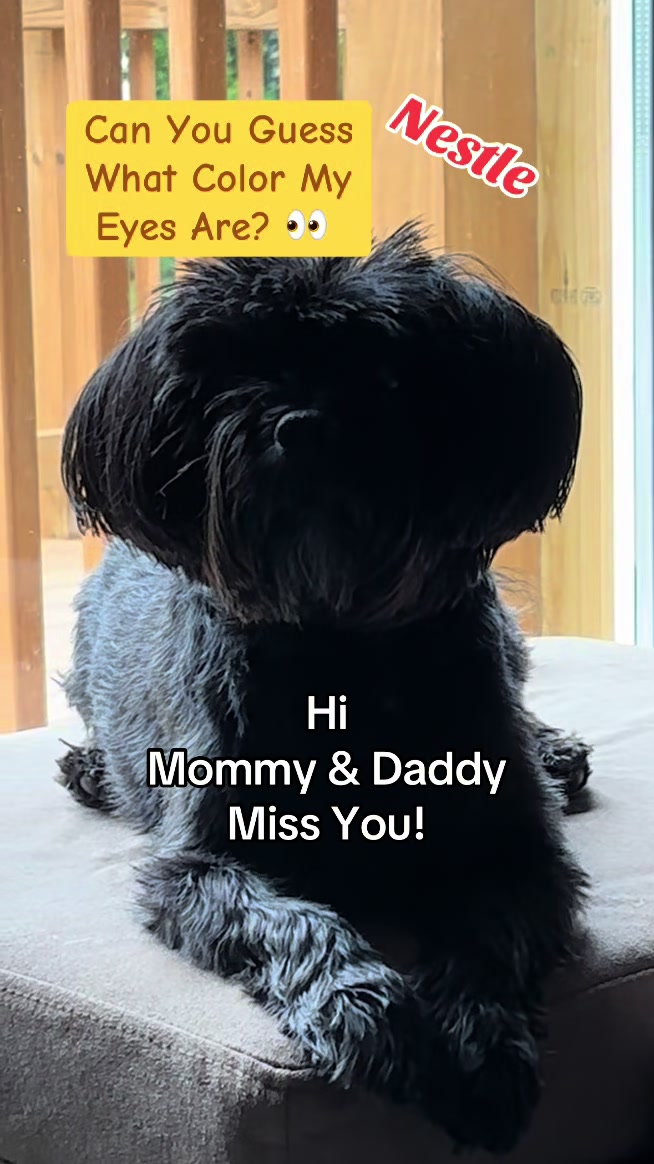 @K9StayCation