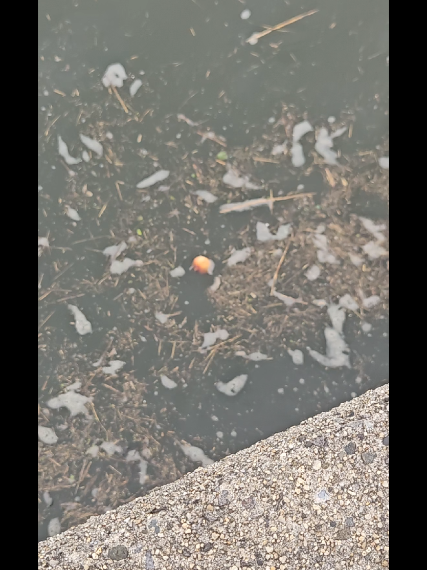 @🍵海苔茶漬け nori_chazuke