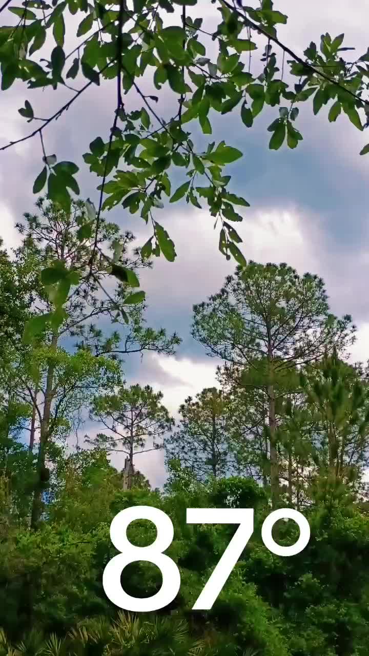 @Antonio Tropical Green Tornado