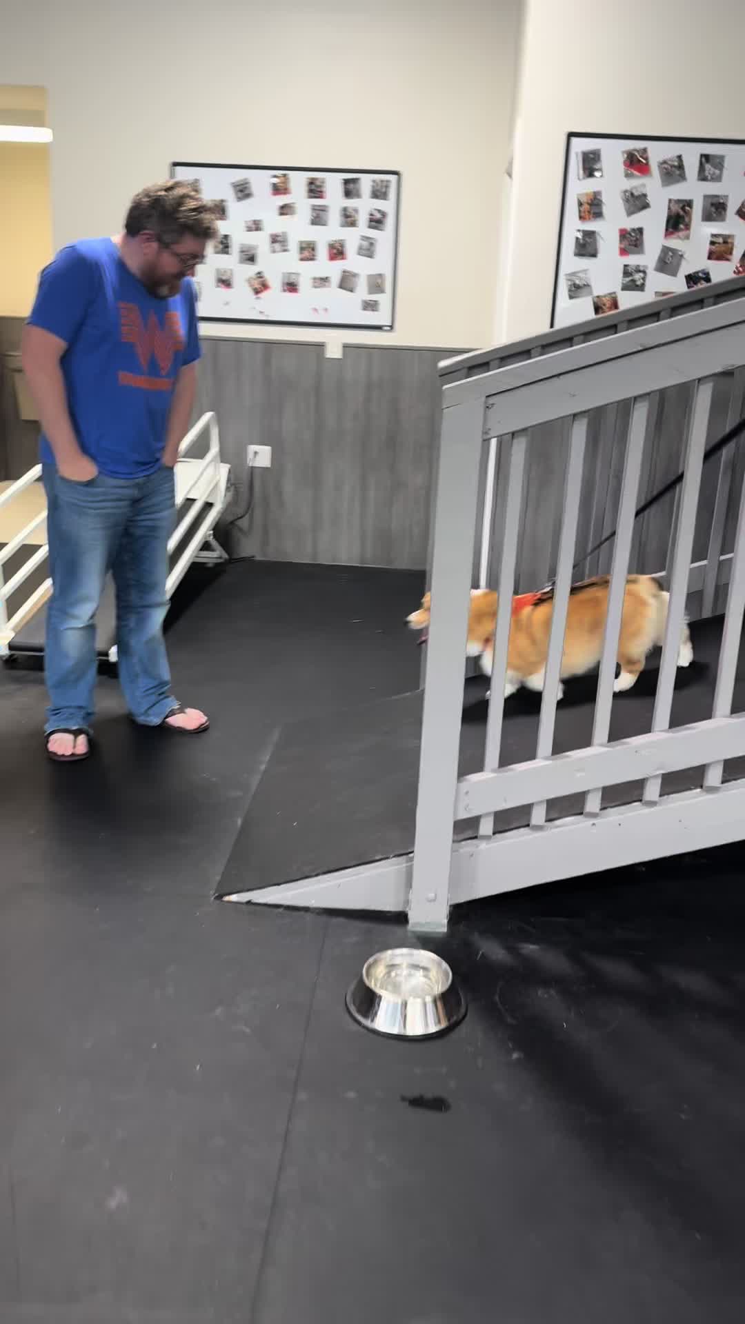 @ArfitDogRehabFitness