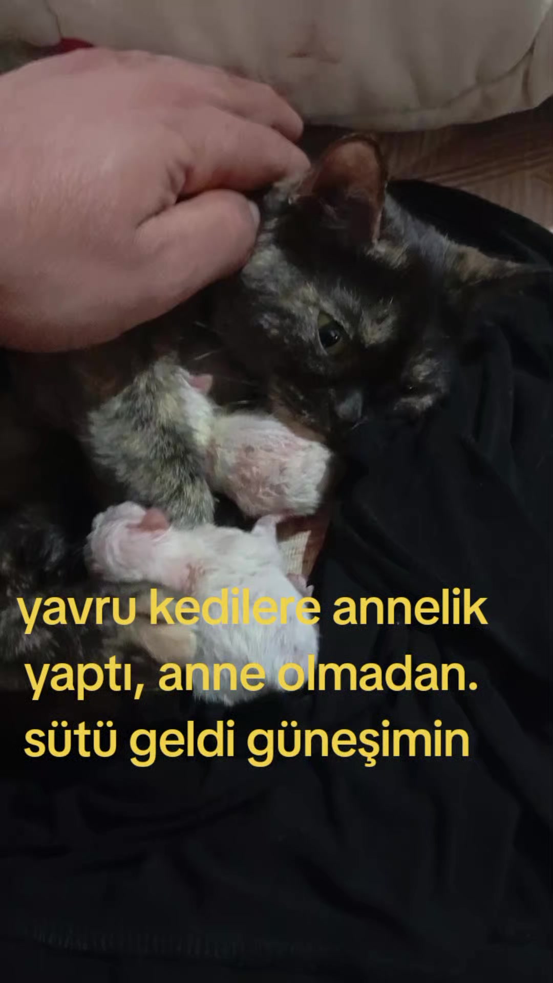 @&ccedil;amur