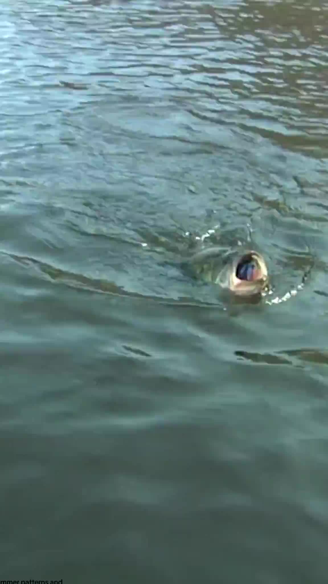 @Lunkerville