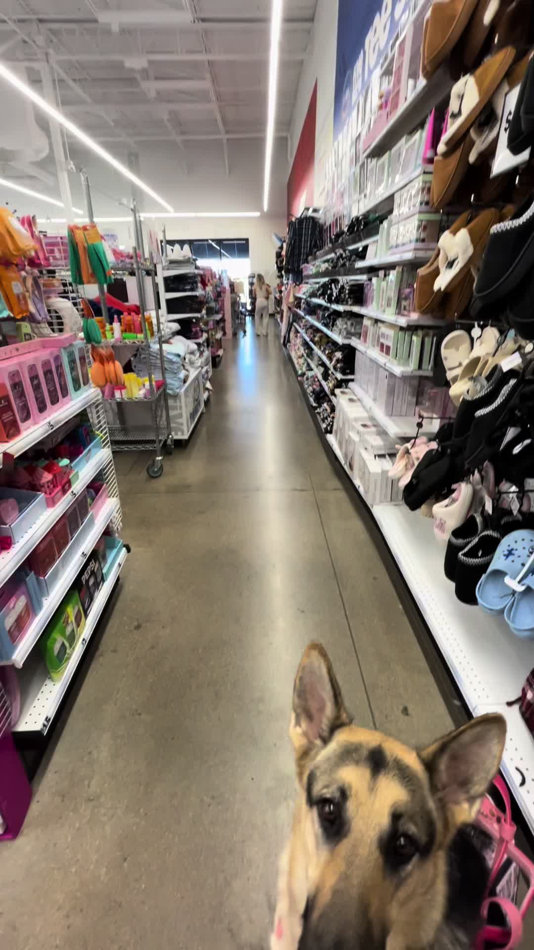 @duchesstheworkingdog