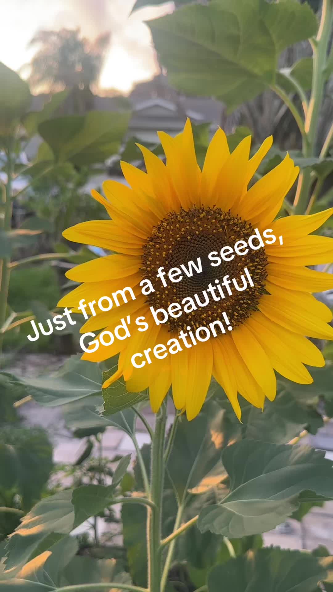 @Sunshinecreationspsl